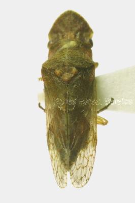 소금강귀매미(Ledropsis discolor (Uhler, 1896))