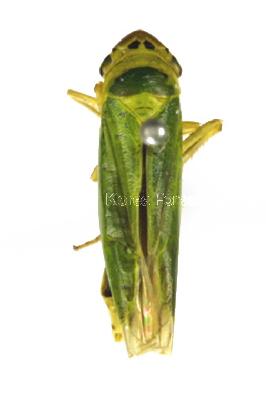 말매미충(Cicadella viridis (Linnaeus, 1758))