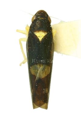 제비말매미충(Mileewa (Mileewa) dorsimaculata (Melichar, 1902))