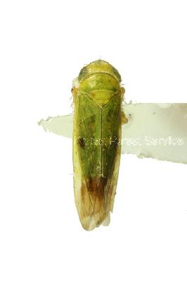 두점끝동매미충(Nephotettix virescens (Distant, 1908))