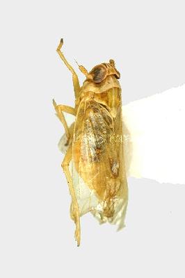 애멸구(Laodelphax striatellus (Fallén, 1826))