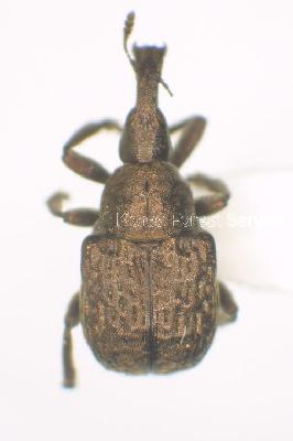 포도거위벌레(Aspidobyctiscus (Aspidobyctiscus) lacunipennis (Jekel, 1860))