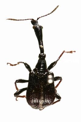 왕거위벌레(Paracycnotrachelus chinensis (Jekel, 1860))