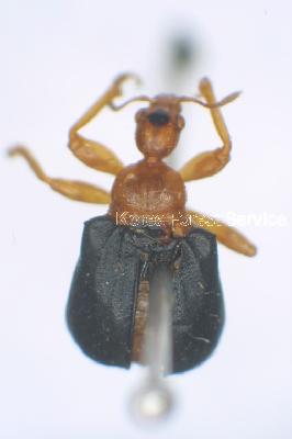 등빨간거위벌레(Tomapoderus ruficollis (Fabricius, 1781))