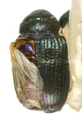 남색거위벌레(Euops (Parasynaptopsis) splendidus Voss, 1930)