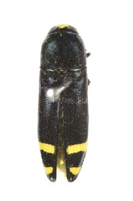 노랑무늬비단벌레(Ptosima chinensis Marseul, 1867)