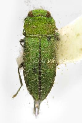 넓적비단벌레(Anthaxia (Haplanthaxia) proteus Saunders, 1873)