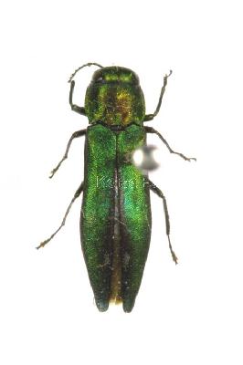 배나무육점박이비단벌레(Chrysobothris (Chrysobothris) succedanea Saunders, 1873)