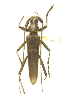 깔따구하늘소(Distenia gracilis gracilis (Blessig, 1872))