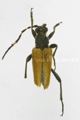 알락수염붉은산꽃하늘소(Stictoleptura (Variileptura) variicornis variicornis (Dalman, 1817))