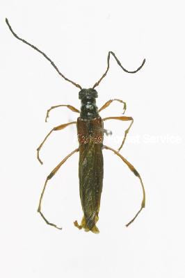 벌하늘소(Necydalis (Necydalis) major major Linnaeus, 1758)