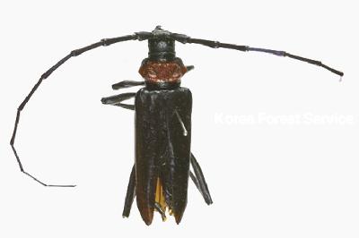 벚나무사향하늘소(Aromia bungii (Faldermann, 1835))