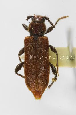 삼나무하늘소(Callidium (Callidium) violaceum (Linnaeus, 1758))