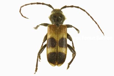 Semanotus bifasciatus (Motschulsky, 1875)