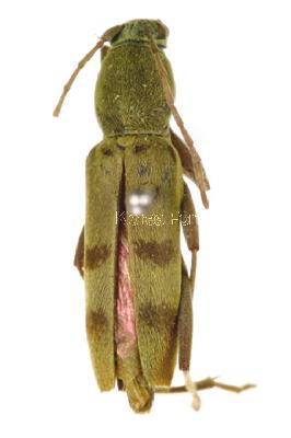 홀쭉범하늘소(Chlorophorus muscosus (Bates, 1873))