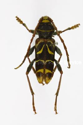 ﻿작은소범하늘소(Plagionotus pulcher (Blessig, 1872))