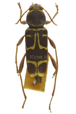 북자호랑하늘소(Xylotrechus (Xylotrechus) clarinus Bates, 1884)