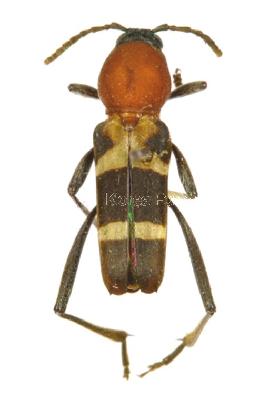 포도호랑하늘소(Xylotrechus (Xylotrechus) pyrrhoderus pyrrhoderus Bates, 1873)