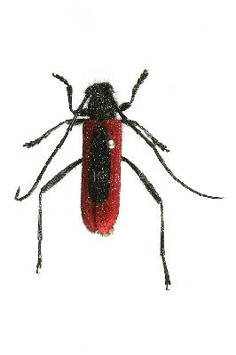 무늬소주홍하늘소(Amarysius altajensis coreanus Okamoto, 1924)