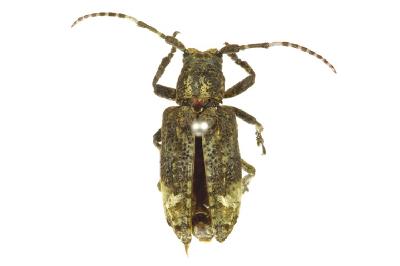 흰점곰보하늘소(Pterolophia (Pterolophia) granulata (Motschulsky, 1866))