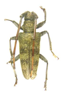 큰우단하늘소(Acalolepta seunghwani Danilevsky, 2013)