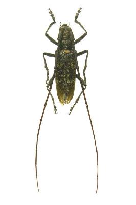 수염하늘소(Monochamus (Monochamus) urussovii (Waldheim, 1805))