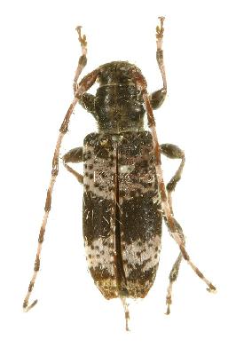 무늬곤봉하늘소(Rhopaloscelis unifasciata Blessig, 1873)