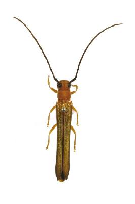 홀쭉사과하늘소(Oberea (Oberea) atropunctata Pic, 1916)