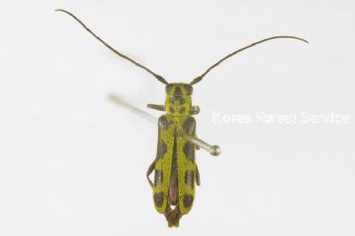 무늬박이긴하늘소(Saperda (Lopezcolonia) interrupta Gebler, 1825)