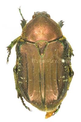 꽃무지(Cetonia (Eucetonia) pilifera pilifera (Motschulsky, 1860))