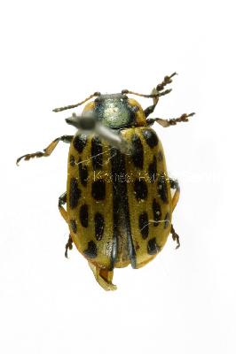 버들잎벌레(Chrysomela vigintipunctata vigintipunctata (Scopoli, 1763))