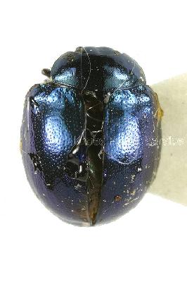 버들꼬마잎벌레(Plagiodera versicolora (Laicharting, 1781))