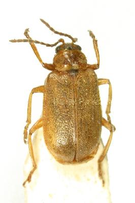 딸기잎벌레(Galerucella (Galerucella) grisescens (Joannis, 1865))