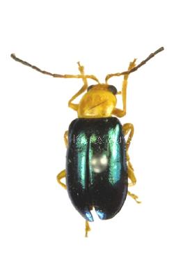 외발톱잎벌레(Monolepta dichroa Harold, 1877)