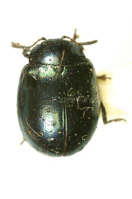 보라색잎벌레(Hemipyxis plagioderoides (Motschulsky, 1860))