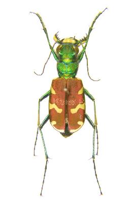 Cicindela (Cicindela) coerulea nitida Lichtenstein, 1796