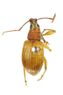 왕주둥이바구미(Phyllolytus variabilis (Roelofs, 1873))