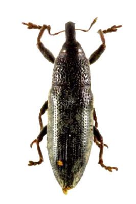 점박이길쭉바구미(Lixus (Dilixellus) maculatus Roelofs, 1873)