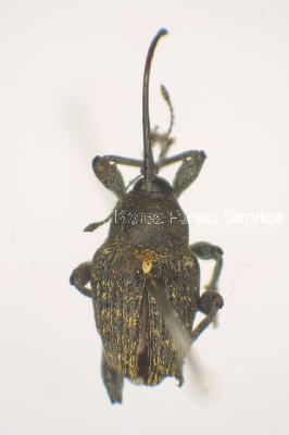 개암밤바구미(Curculio dieckmanni (Faust, 1887))