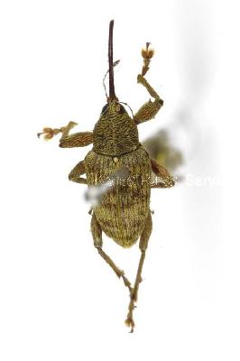 밤바구미(Curculio sikkimensis (Heller, 1927))