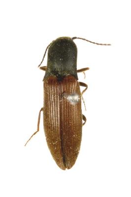 누런방아벌레(Ectinus tamnaensis Kishii, 2002)