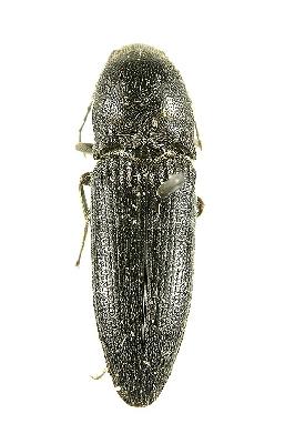 빗살방아벌레(Melanotus (Melanotus) legatus legatus Candèze, 1860)