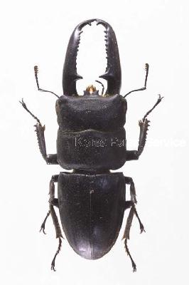 Dorcus titanus castanicolor (Motschulsky, 1861)