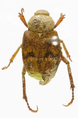 주황긴다리풍뎅이(Ectinohoplia rufipes (Motschulsky, 1860))