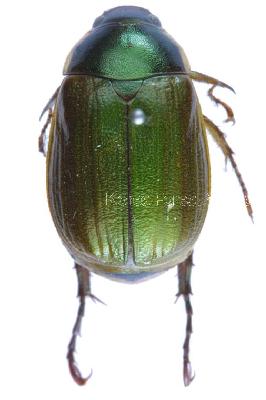 다색줄풍뎅이(Anomala corpulenta Motschulsky, 1853)