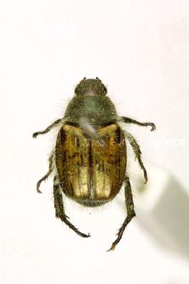 어깨무늬풍뎅이(Blitopertha conspurcata (Harold, 1878))