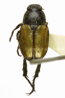 연다색풍뎅이(Phyllopertha diversa Waterhouse, 1875)