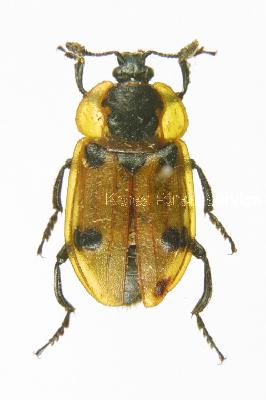 네눈박이송장벌레(Dendroxena sexcarinata (Motschulsky, 1861))