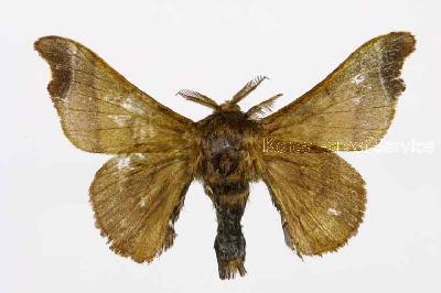 Bombyx mandarina (Moore, 1872)