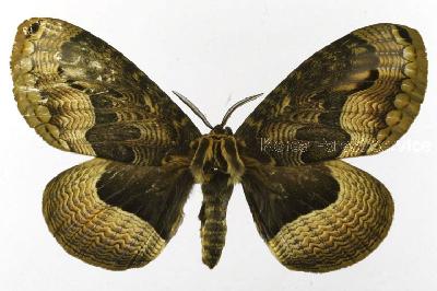 Brahmaea certhia (Fabricius, 1793)